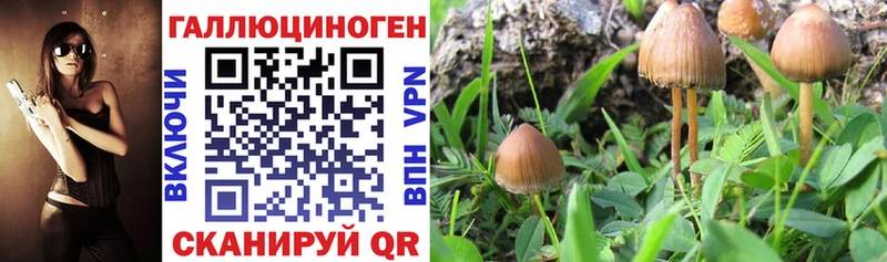 сколько стоит  Белоярский  Псилоцибиновые грибы GOLDEN TEACHER 